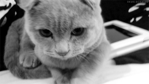 Scottish Fold