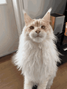 Maine Coon
